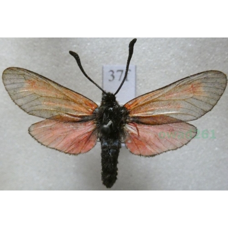 Zygaena osterodensis Reiss, 1921 Czech37f